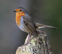 European Robin