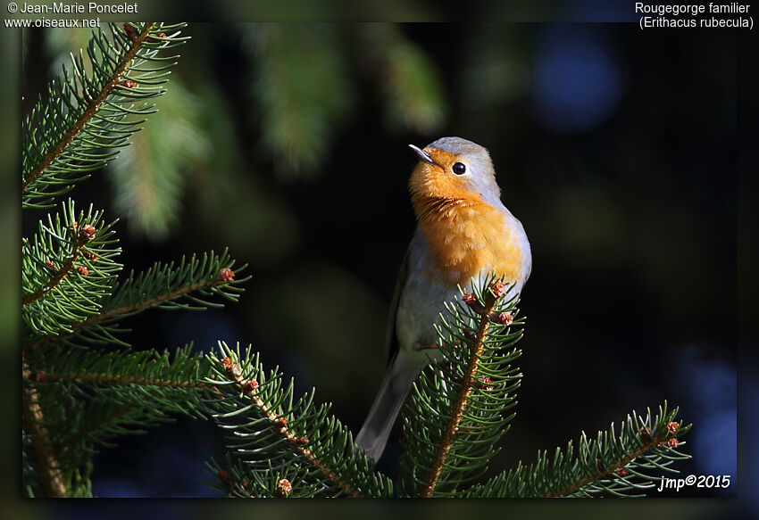 European Robin