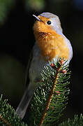 European Robin