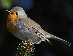 European Robin