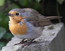 European Robin