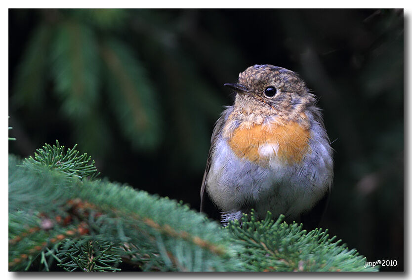 European Robin