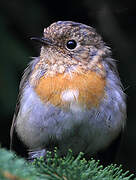 European Robin