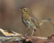 European Robin