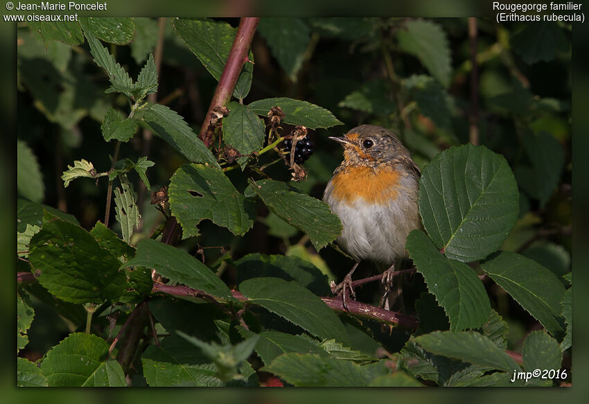 European Robin