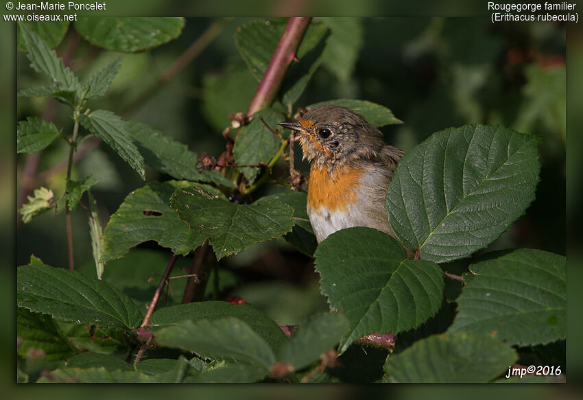 European Robin