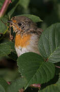 European Robin