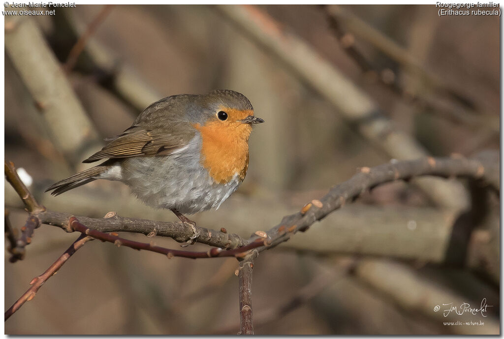 European Robin