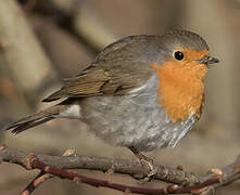 European Robin