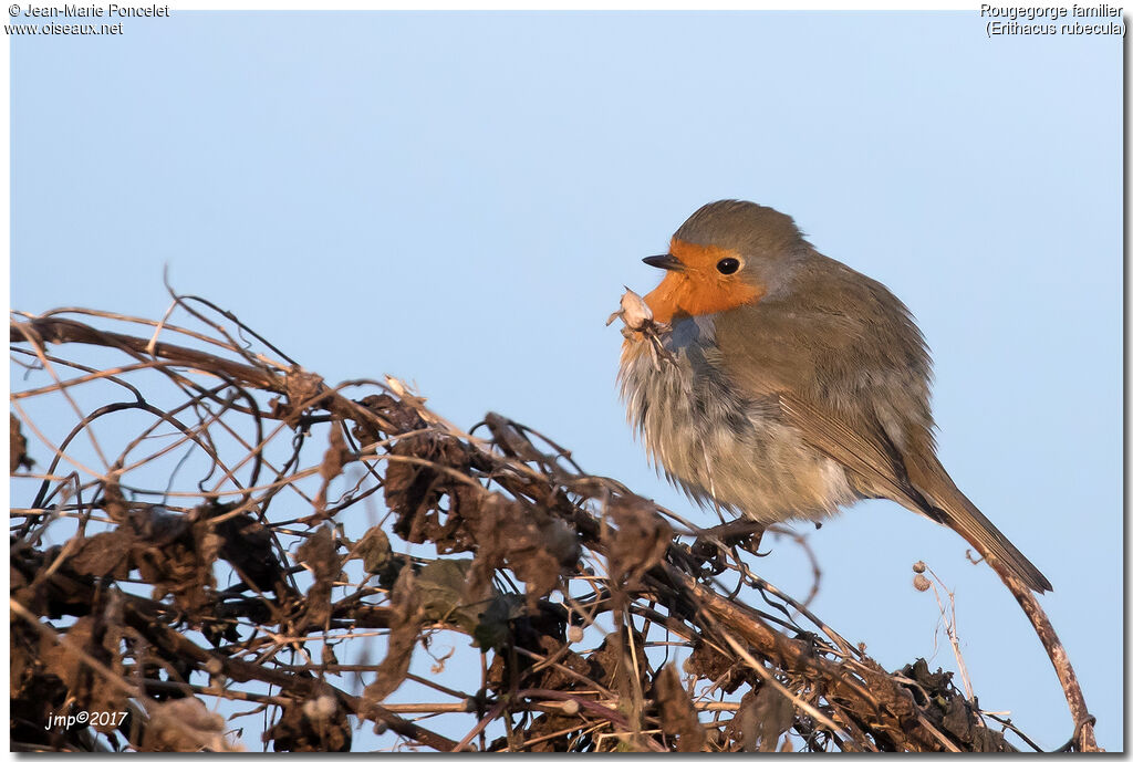 European Robin