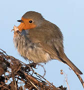 European Robin