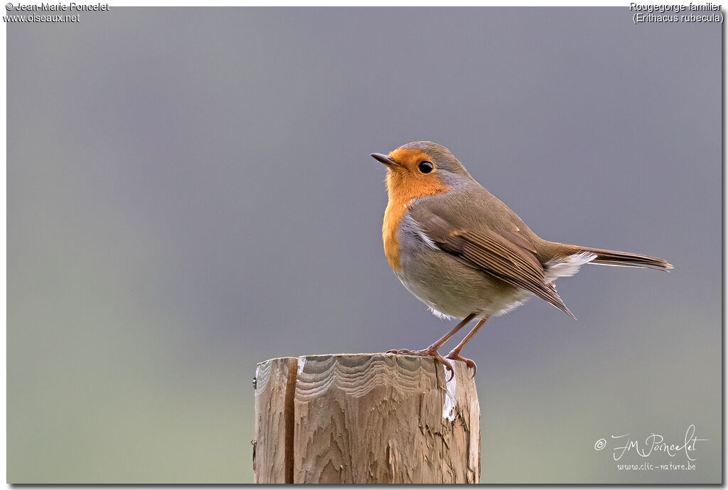 European Robin