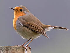 European Robin