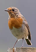 European Robin