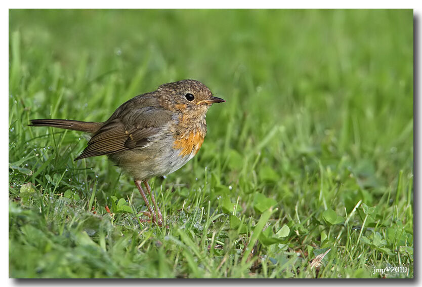 European Robin