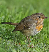 European Robin