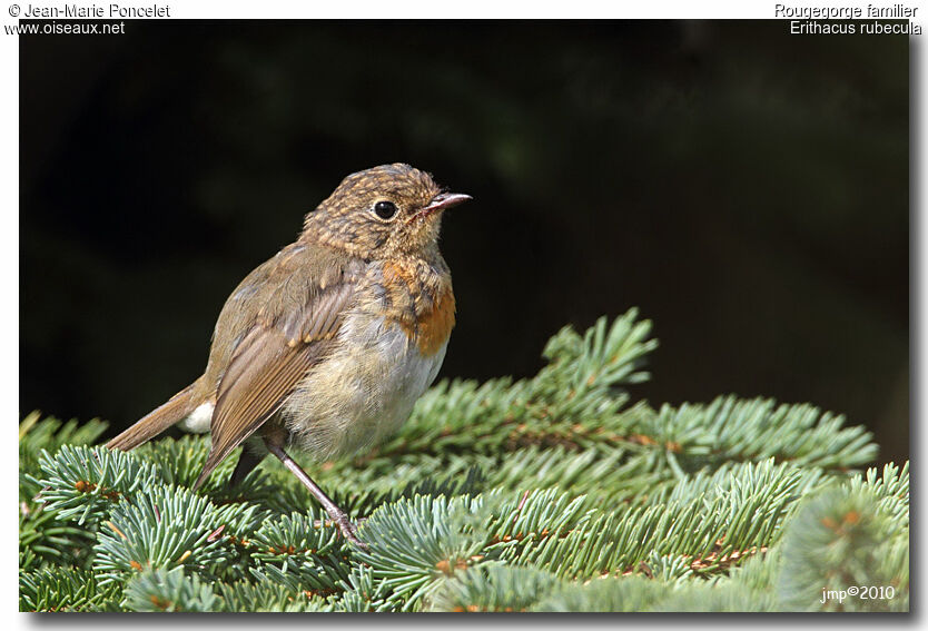 European Robin