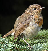 European Robin