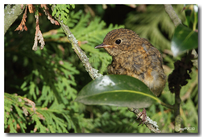 European Robin