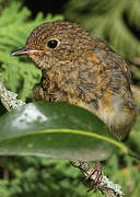 European Robin