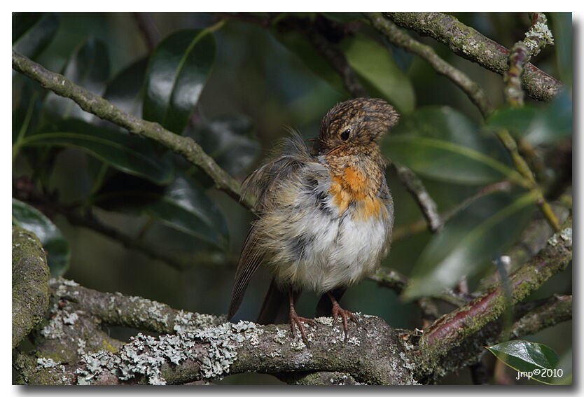 European Robin