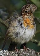 European Robin