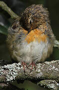 European Robin