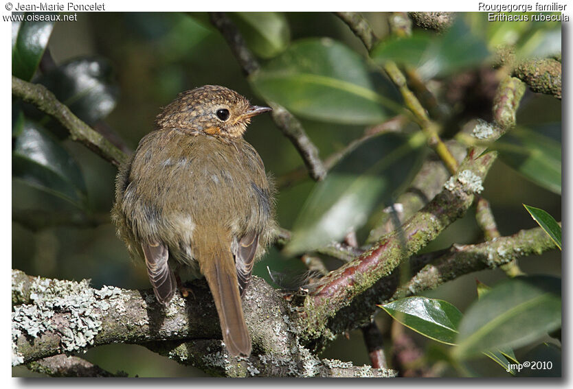 European Robin