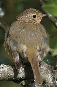 European Robin