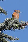 Common Redstart