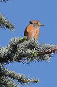 Common Redstart