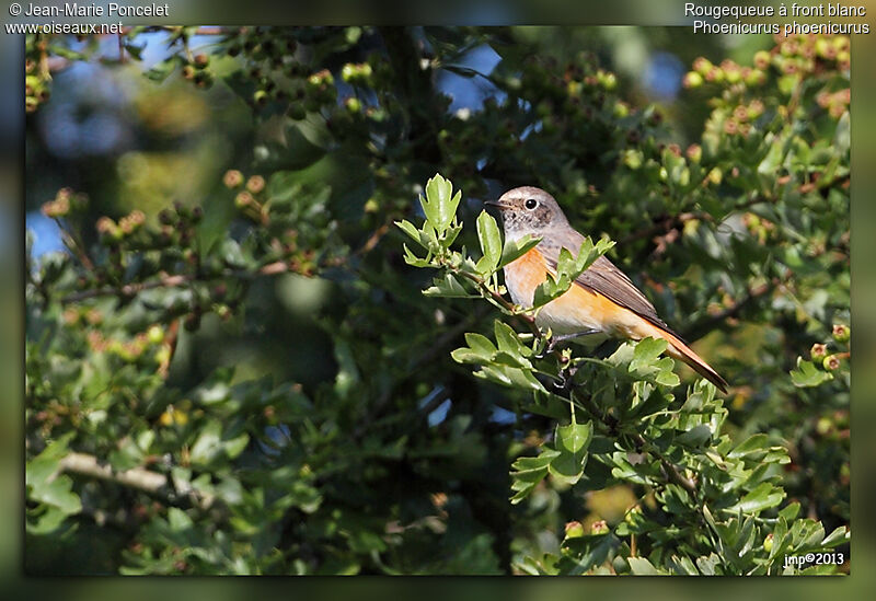 Common Redstart