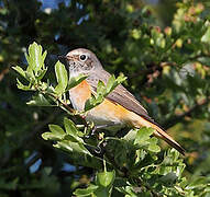 Common Redstart