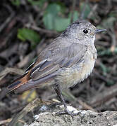 Common Redstart