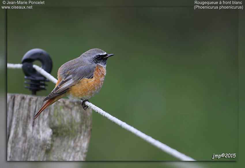 Common Redstart