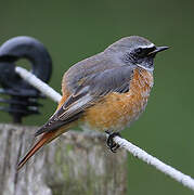 Common Redstart