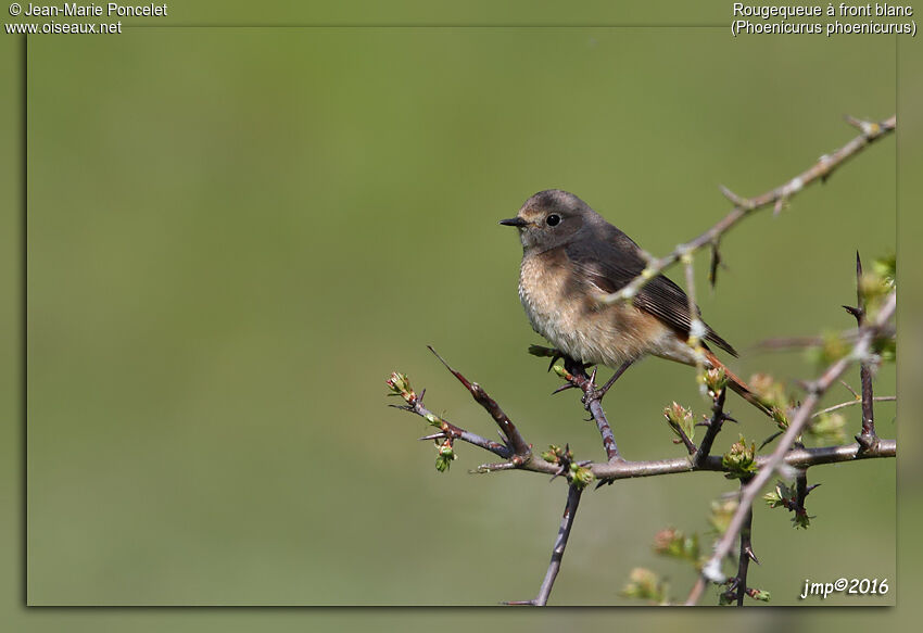 Common Redstart female