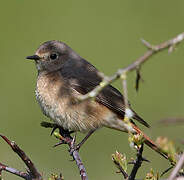 Common Redstart