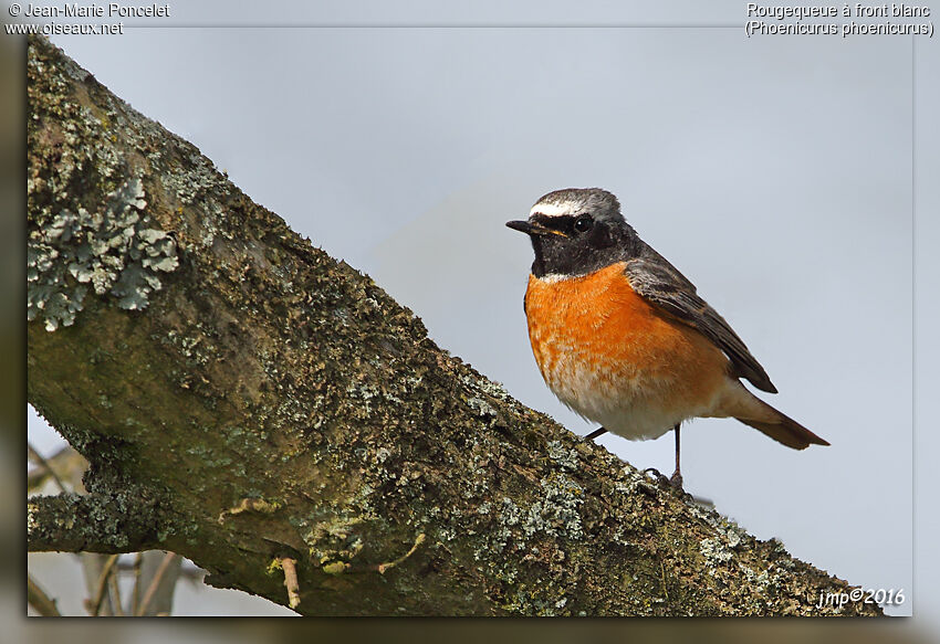 Common Redstart male