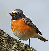 Common Redstart