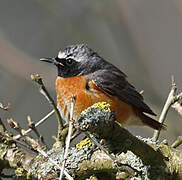 Common Redstart