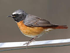 Common Redstart