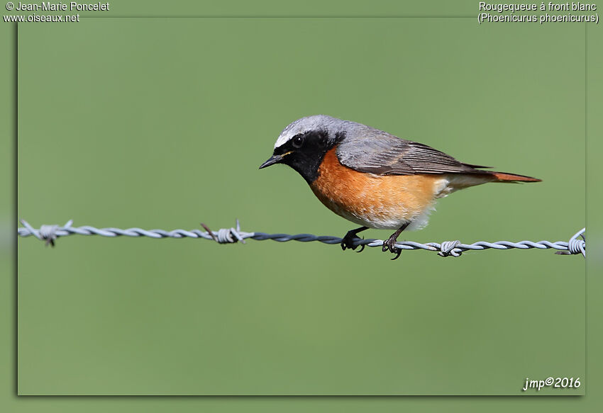 Common Redstart male