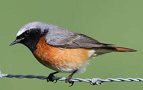 Common Redstart