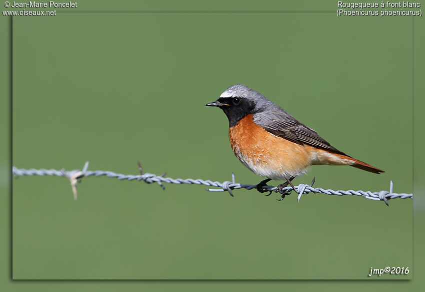 Common Redstart