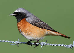 Common Redstart