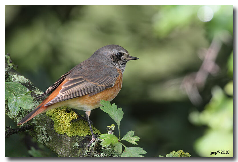 Common Redstart