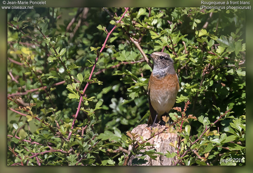 Common Redstart