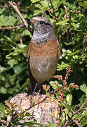 Common Redstart