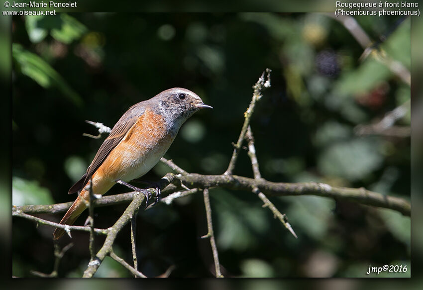 Common Redstart